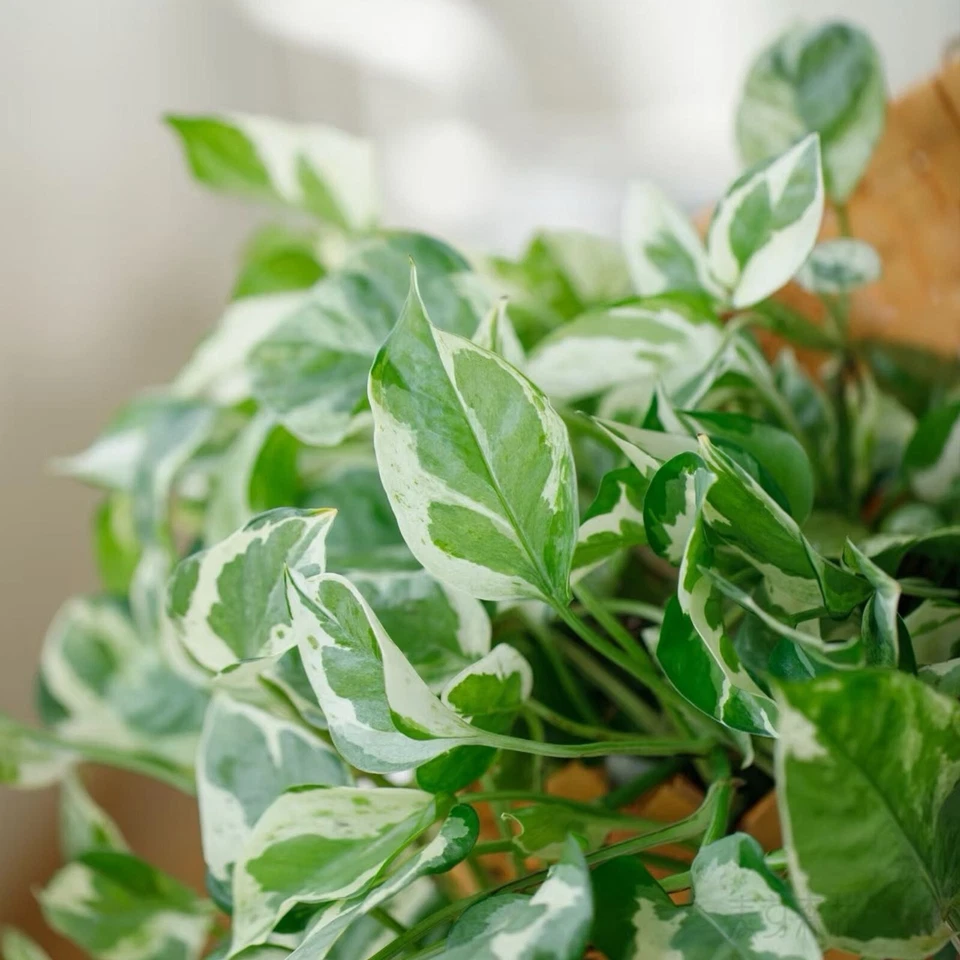 Pothos Pearls and Jade Cuttings – 3 Live Devil’s Ivy Cuttings 4–5 Inch, Variegated Indoor Houseplant