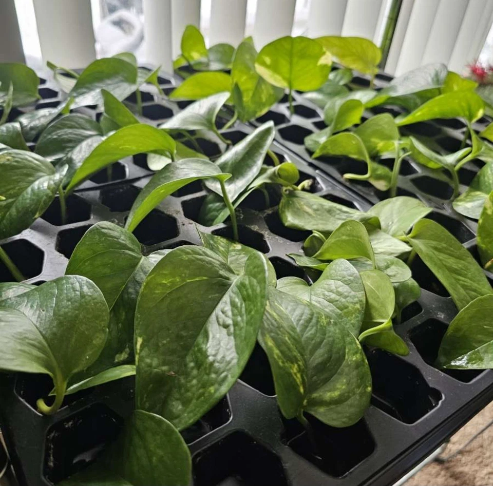golden pothos clippings Golden Pothos Cuttings – 3 Live Clippings Ready to Root in Soil – Easy –  Jayme Garden