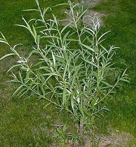 Austree Hybrid Willow Cuttings – 33 Fast-Growing Live Tree Cuttings, Salix Hybrid for Direct Planting, Privacy & Windbreak Growing