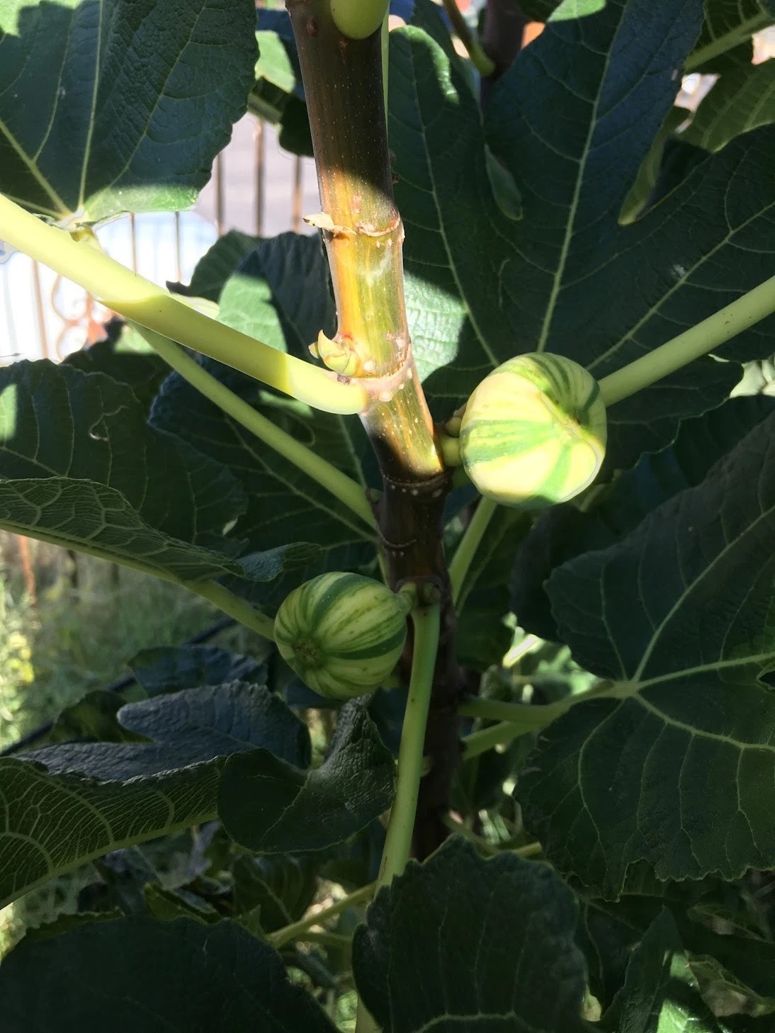 Bordissot Blanca Rimada Fig – 6 Unrooted Ficus carica Cuttings, Premium Variegated Fig Tree Scions for Grafting or Rooting