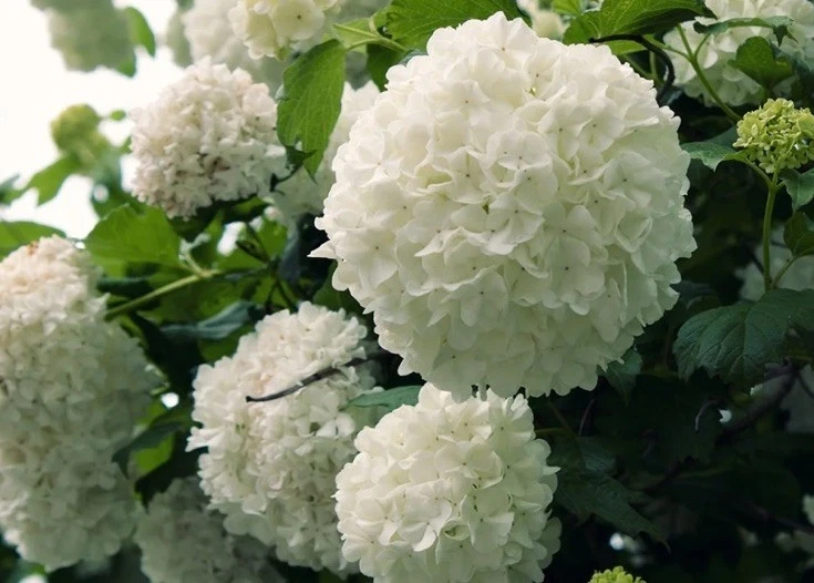 Japanese Snowball Viburnum Cuttings – 3 Hardwood 6–8" Stems, NC Grown, Viburnum plicatum Shrub Propagation Wood for Garden Use