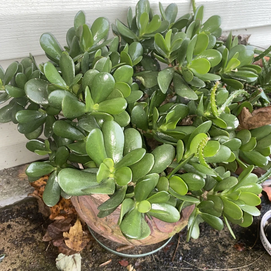 Jade Plant Cuttings – 3 Fresh Crassula Ovata Stems for Rooting and Propagation