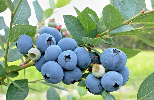 Blueberry Cuttings – 7 Thin Live Scions for Rooting or Grafting, Fresh Propagation Wood for High-Yield Berry Bushes
