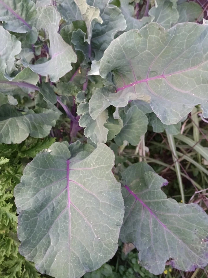 Perennial Purple Tree Collard Cutting – Brassica Oleracea Kale Live Un ...
