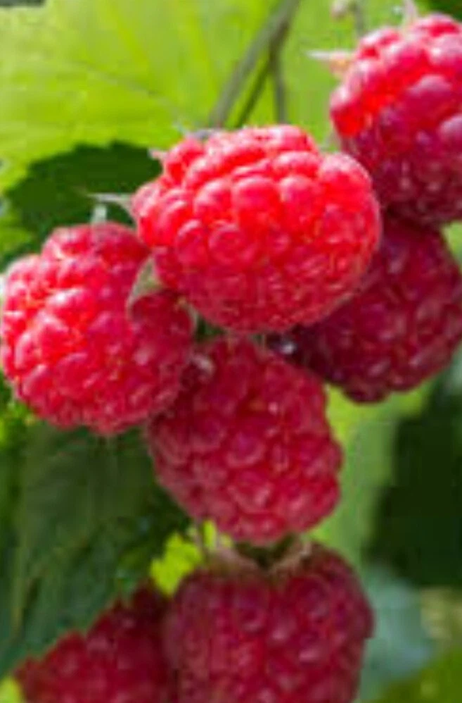 Wild Raspberry Cane Cuttings for Planting – 12 Organic Cold Hardy Stem ...