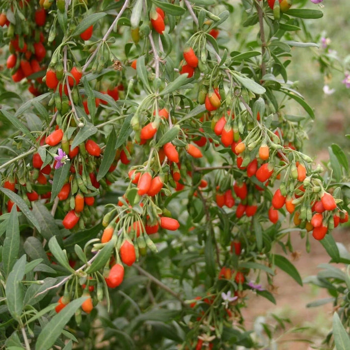 Goji Berry Live Plant – 6" Potted Cutting Ready to Plant, Lycium barba ...