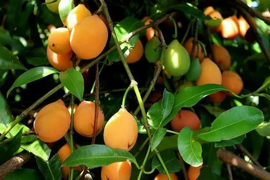 Achacha Fruit Tree Cutting – Garcinia humilis Unrooted Cutting, Exotic Tropical Plant for Propagation, Freshly Harvested Stem