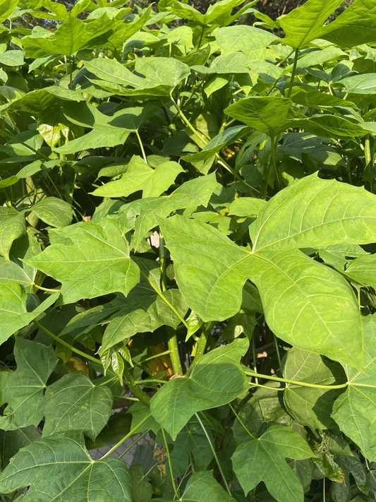 10 Chaya Maya Tree Spinach Cuttings – Cnidoscolus aconitifolius – Fresh Unrooted 6–8 Inch Stems for Planting