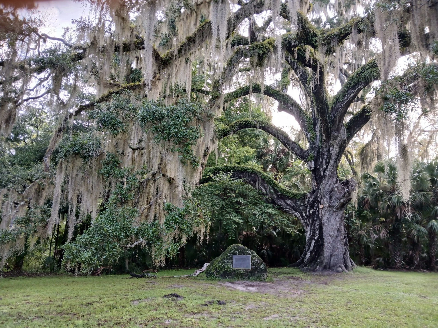 Lauren Live Oak Tree Starter Plants for Planting – 4 Rooted Quercus virginiana Evergreen Trees, 6–12 Inches