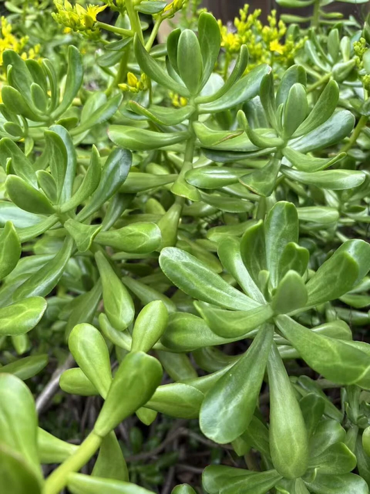 Jade Plant Cuttings for Planting – 5 Fresh Crassula ovata Stems, 4–5 Inch Green Succulent