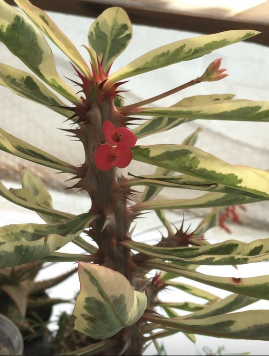 Euphorbia Crown of Thorns Plant – 4” Pot, Rooted Live Succulent Shrub, Colorful Blooming Variety for Indoor or Patio Growing
