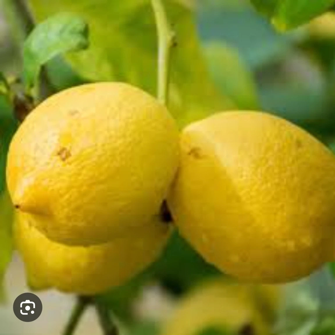 Italian Lemon Cutting – 6–8 Inch Citrus Limon Cutting for Rooting or Grafting