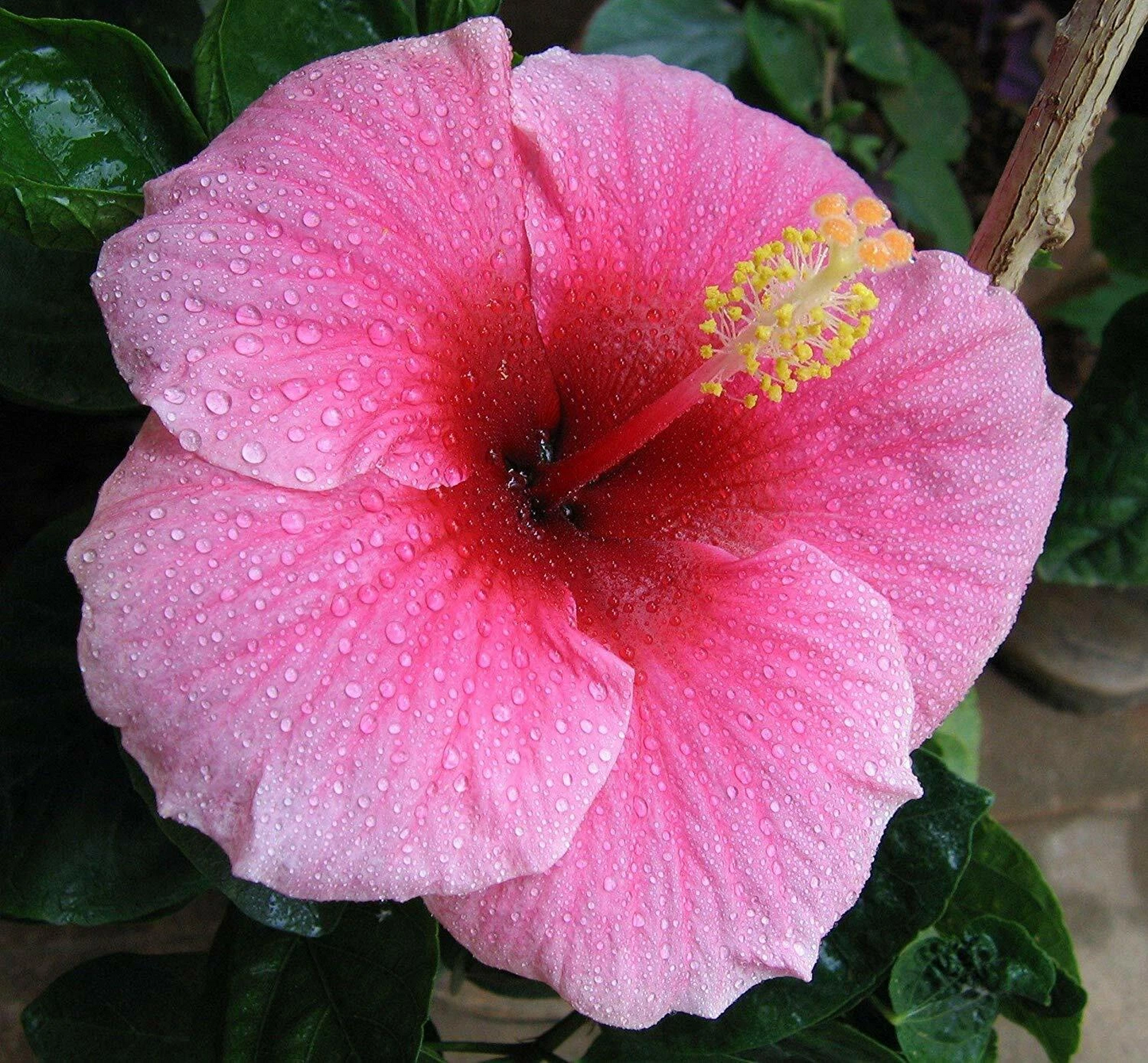 Hawaiian Pink Hibiscus Cutting – 1 Fresh Unrooted Hibiscus Rosa-Sinensis Cutting 2–4 Inch for Propagation