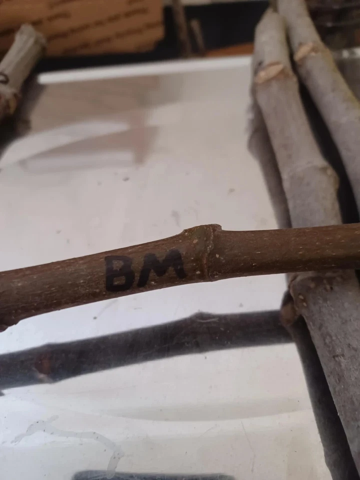 Brown Turkey Fig Cuttings – 6 Improved Ficus carica Cuttings, Unrooted Hardwood Starts for Planting, Sweet Fruit Fig Tree Starter