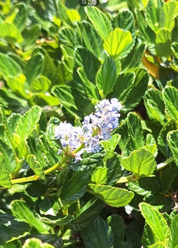 California Lilac Cuttings – 10 Ceanothus horizontalis Unrooted Stems, Blue Blooms, Live Shrub Starter for Garden Landscapes