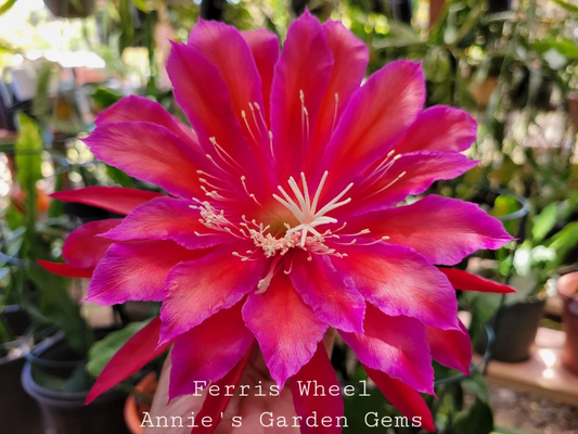 Epiphyllum ‘Ferris Wheel’ Unrooted Cuttings – 8–10 Inch Orchid Cactus Segments, Rare Color Bloom Variety, Easy to Root