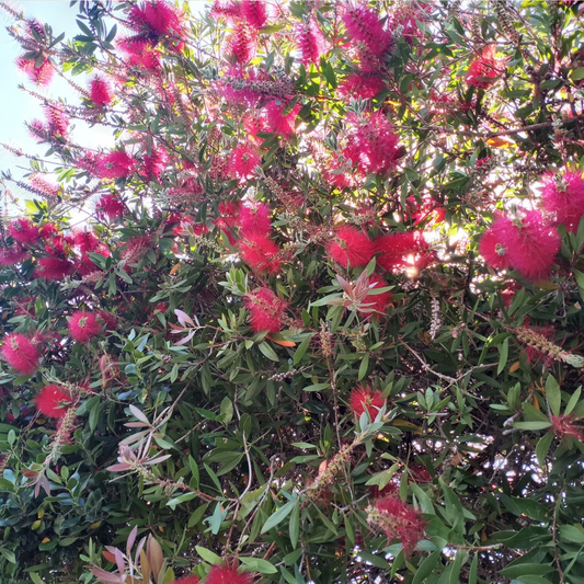 Crimson Bottlebrush Cuttings Callistemon citrinus, 6 Unrooted Cuttings 4–6 Inch for Rooting and Planting
