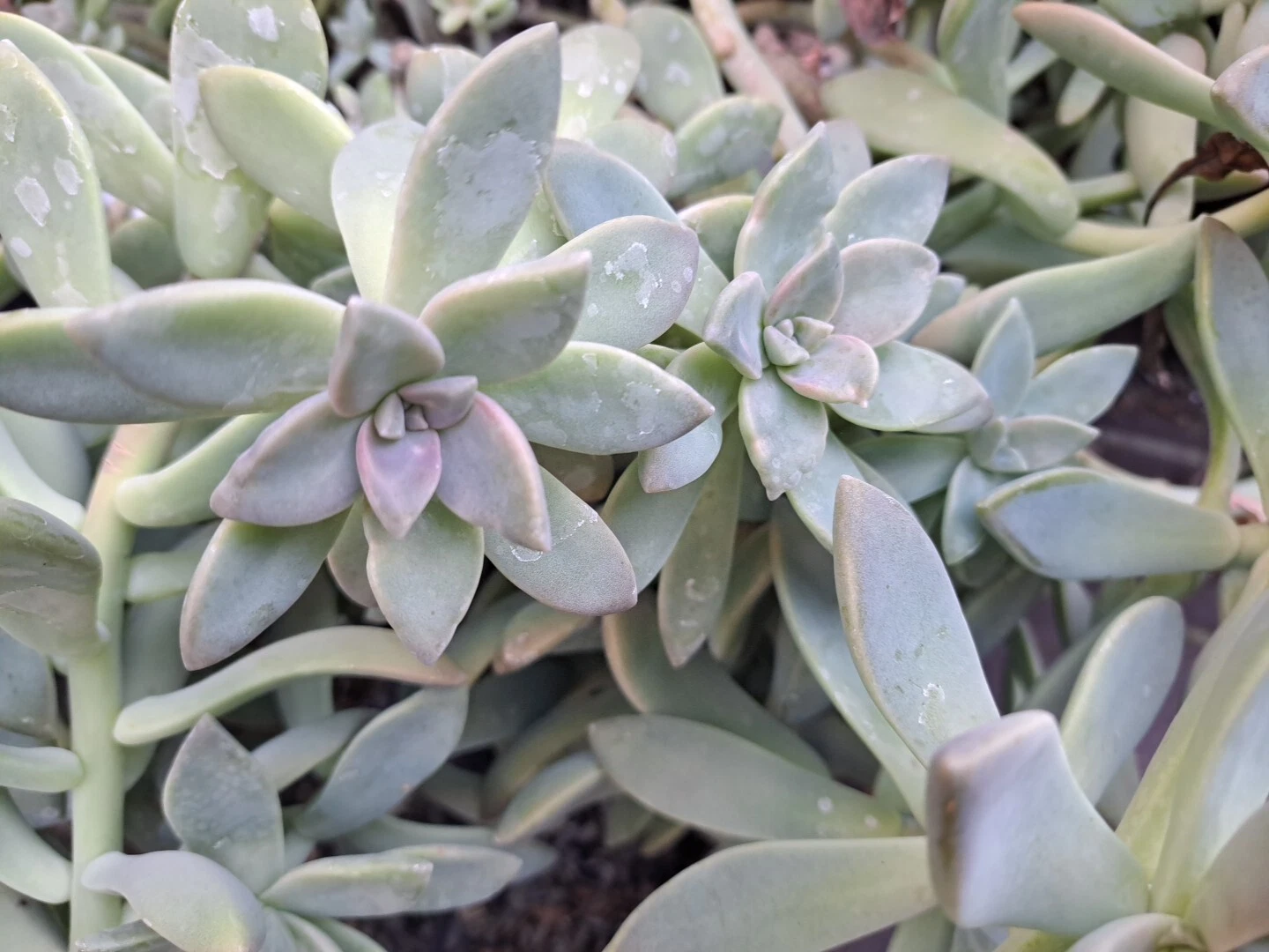 Graptopetalum Paraguayense Ghost Plant Succulent – 3 Unrooted Cuttings – Live Succulent Starter