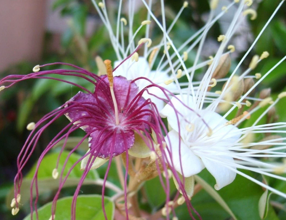 Jamaican Caper Seeds – Capparis cynophallophora – Florida Native Plant ...