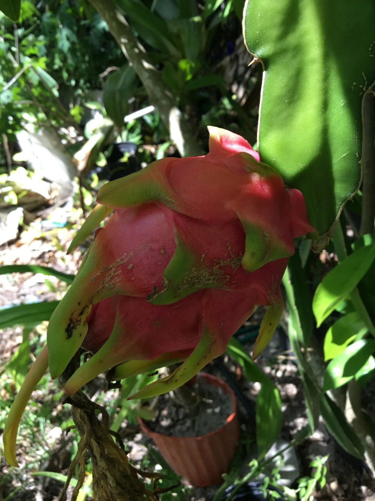 Vietnam Dragon Fruit Cuttings – Two 8–12” Stems + Bonus 4” Cutting, Fresh Hylocereus Pitaya Cuttings for Growing