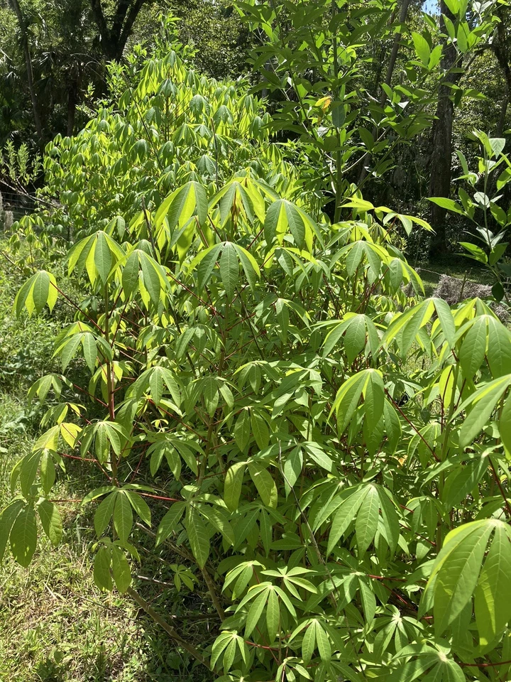 Cassava Yuca Stem Cuttings – 5 Fresh Healthy Manihot esculenta Stems Ready to Plant, Includes Rooting Support for Easy Growing