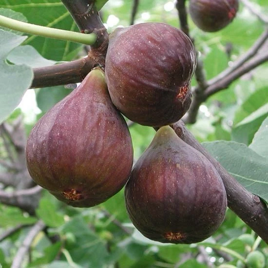 Fig Tree Cutting Live Plant for Planting – 10 Inch Unrooted Ficus carica Fruit Tree Cutting
