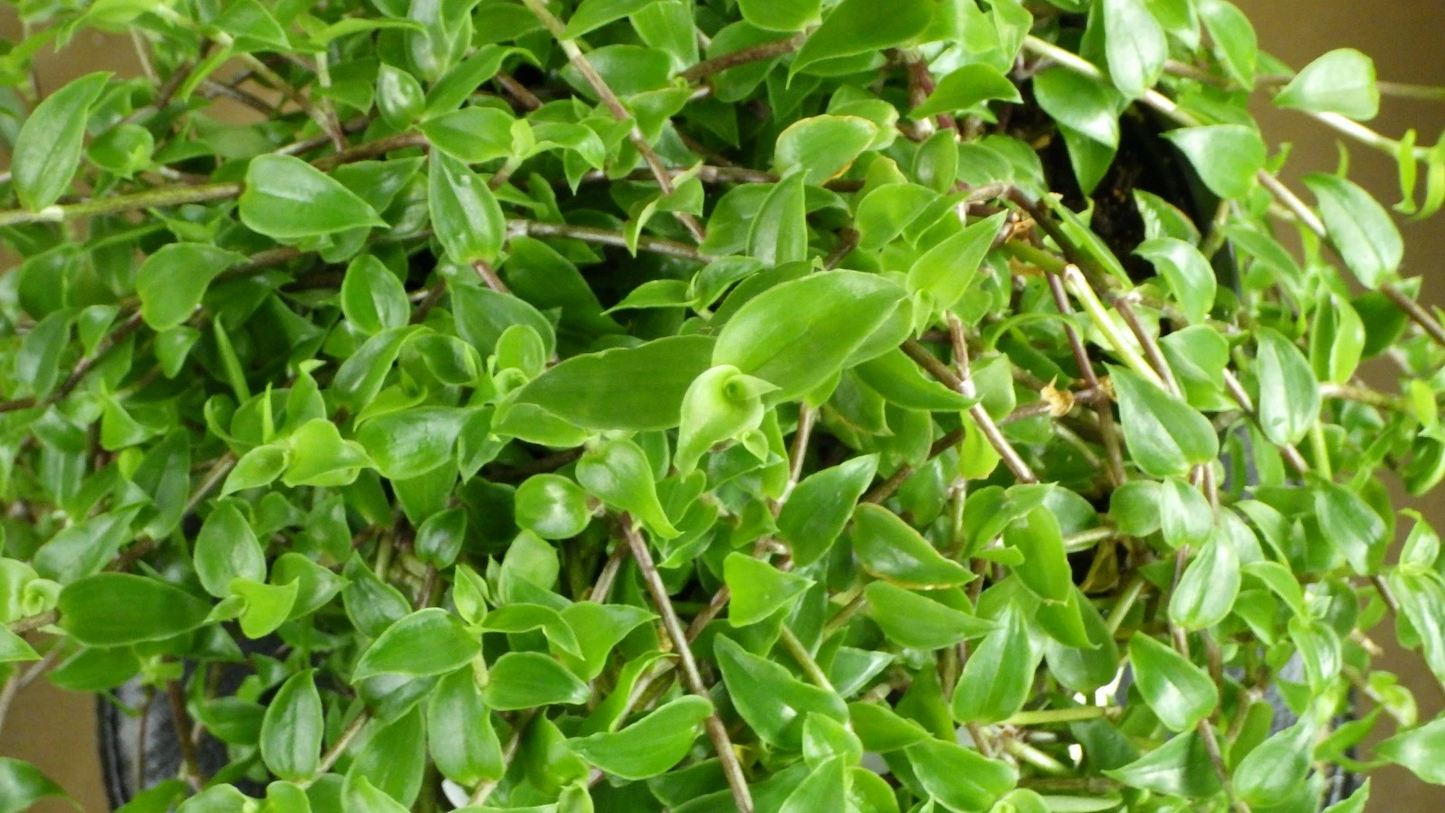 Callisia cordifolia Cuttings – Itsy Bitsy Inch Plant / Speedy Jenny – Fresh Houseplant Cuttings for Propagation