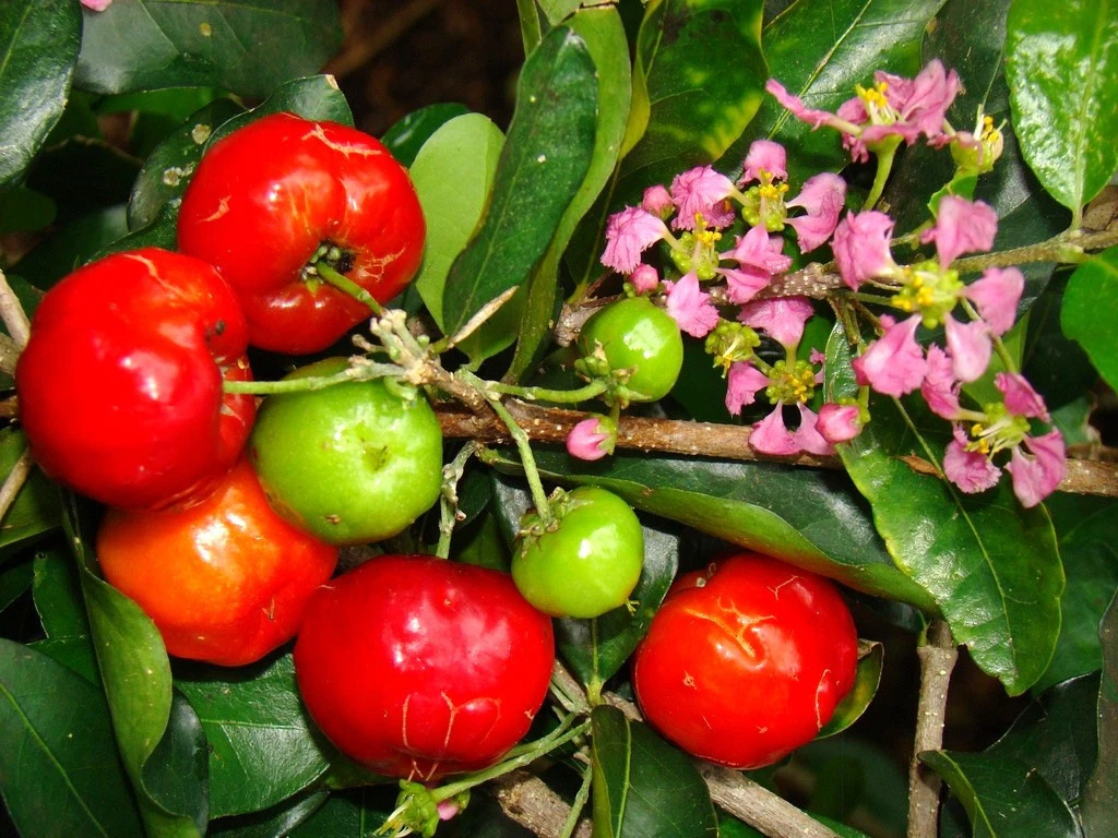 Barbados Cherry Seeds Malpighia emarginata, Sweet Tropical Fruit Plant Seeds for Planting, 5 Seeds