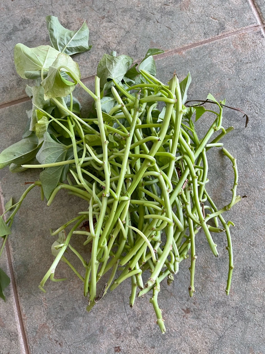 Japanese Sweet Potato Vine Cuttings – 20 Unrooted Ipomoea batatas Stems for Garden Growing and Leafy Top Growth