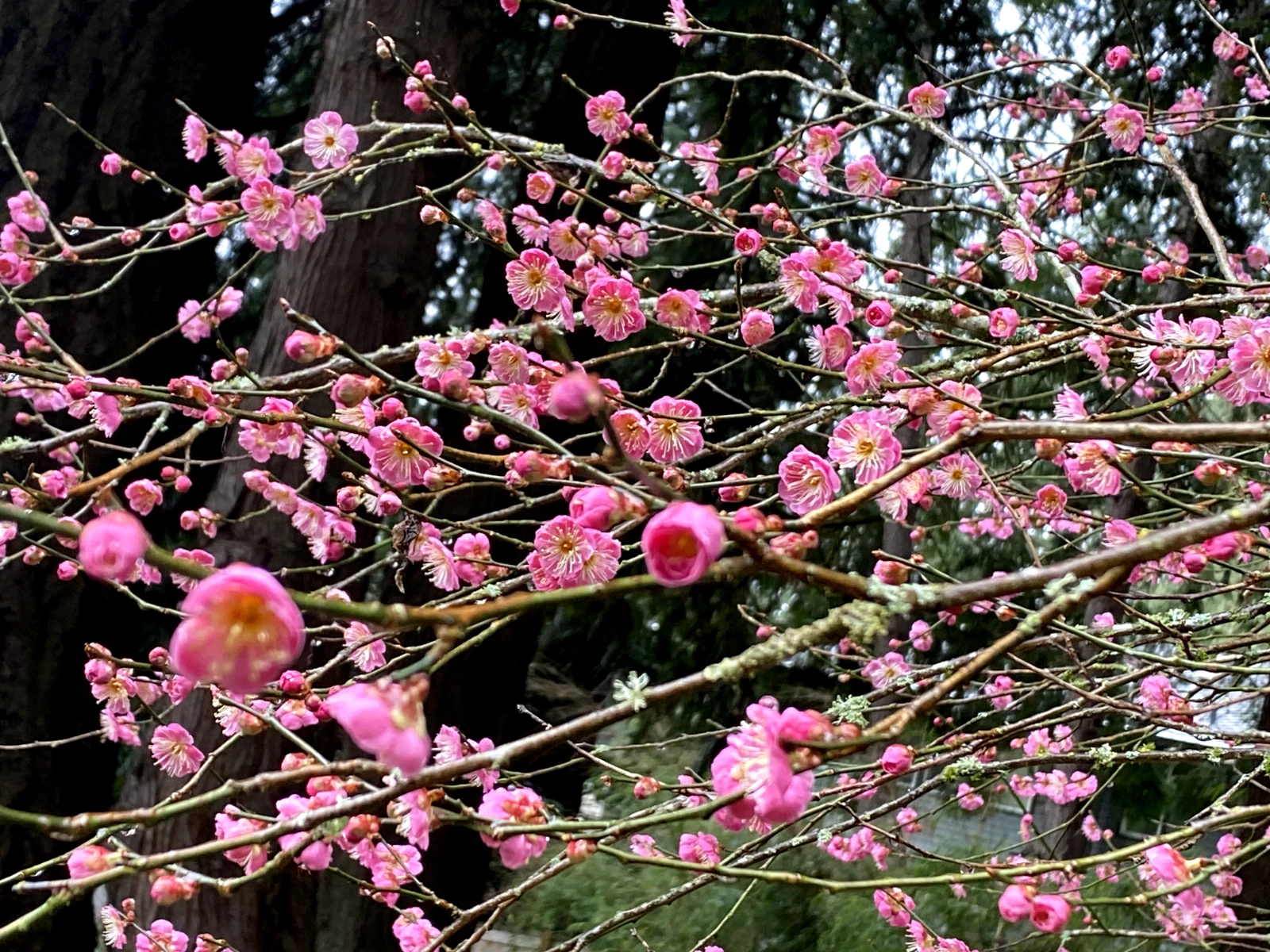 Japanese Ume Plum Cuttings – 2 Unrooted Prunus mume Cuttings, Winter F ...