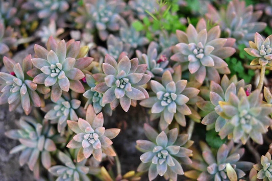 3 Ghost Plant Cuttings – Graptopetalum Paraguayense Succulent Stems, Live Unrooted Cuttings Ready to Root
