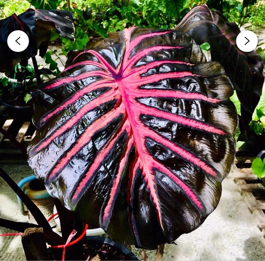 Black Lava Colocasia Plant – Rooted Small Elephant Ear Starter, Live Taro Variety for Tropical Gardens & Landscape Pots