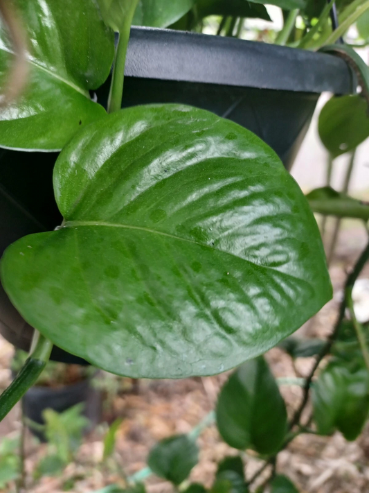 Jade Pothos Leaf Node Cuttings for Planting – 5 Live Epipremnum Aureum Nodes