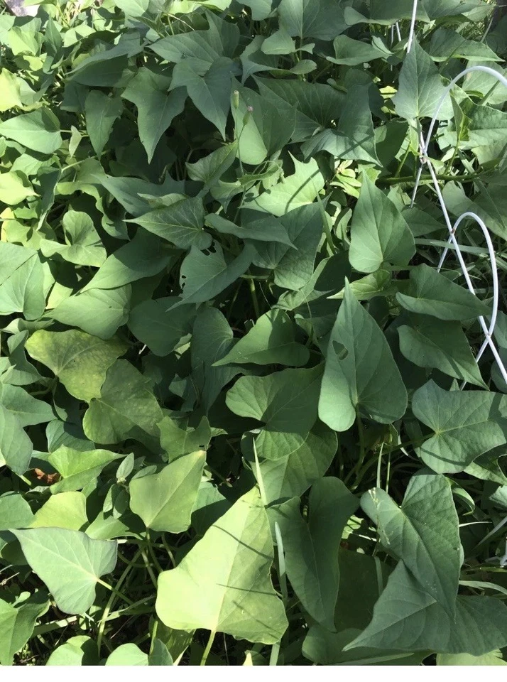 10 Okinawa Purple Sweet Potato Slips – Fresh Organic Cuttings, Ipomoea batatas Starter Plants (Khoai Lang)