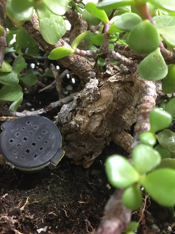 Portulacaria afra Cork Bark – 15 Cuttings (6”) – Dwarf Jade Succulent for Bonsai & Planting – Live Thick-Stem Cuttings