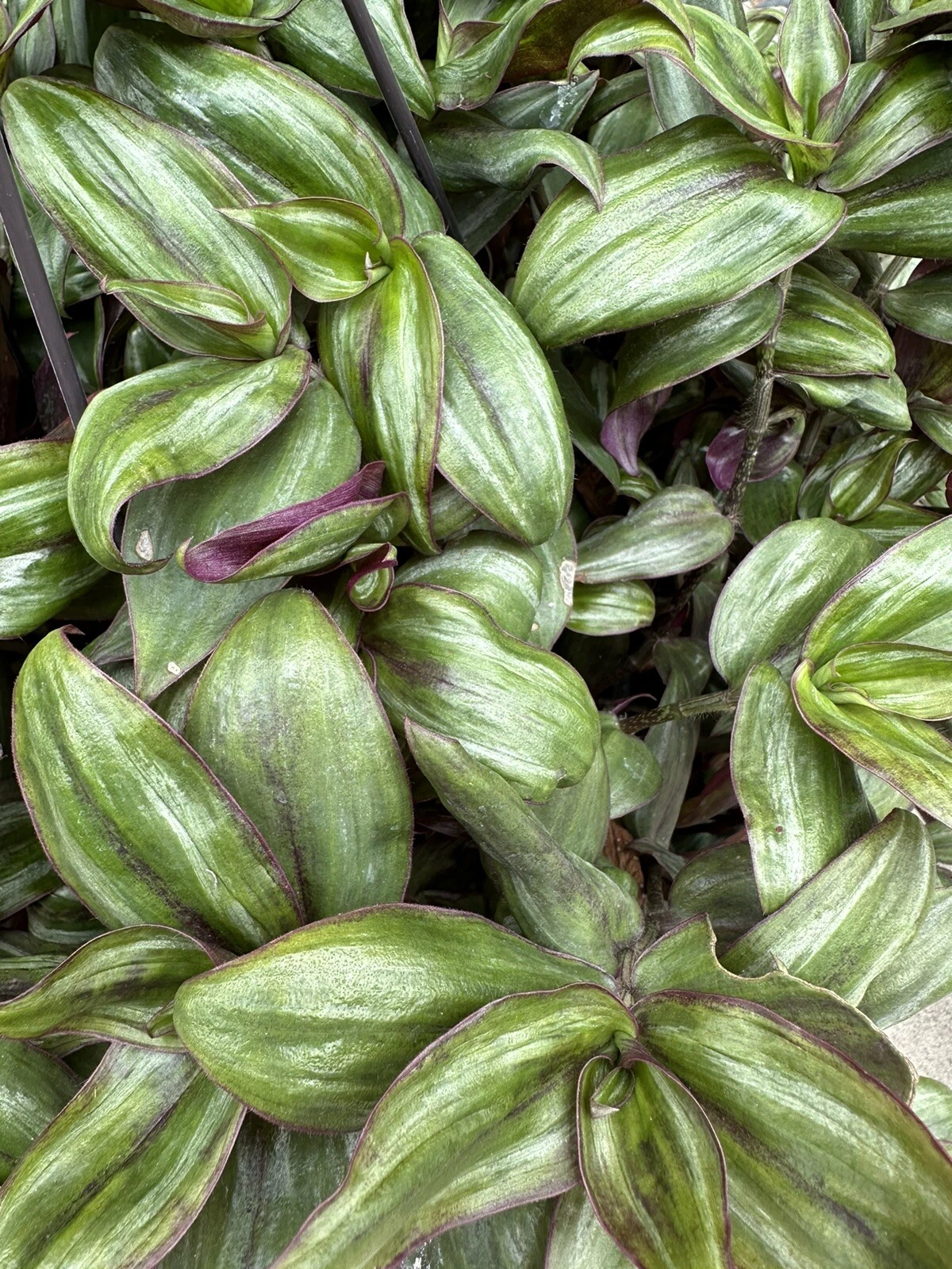 Tradescantia Zebrina Red Gem – 5 True Cuttings of Ssp. Discolor for Rooting and Propagation