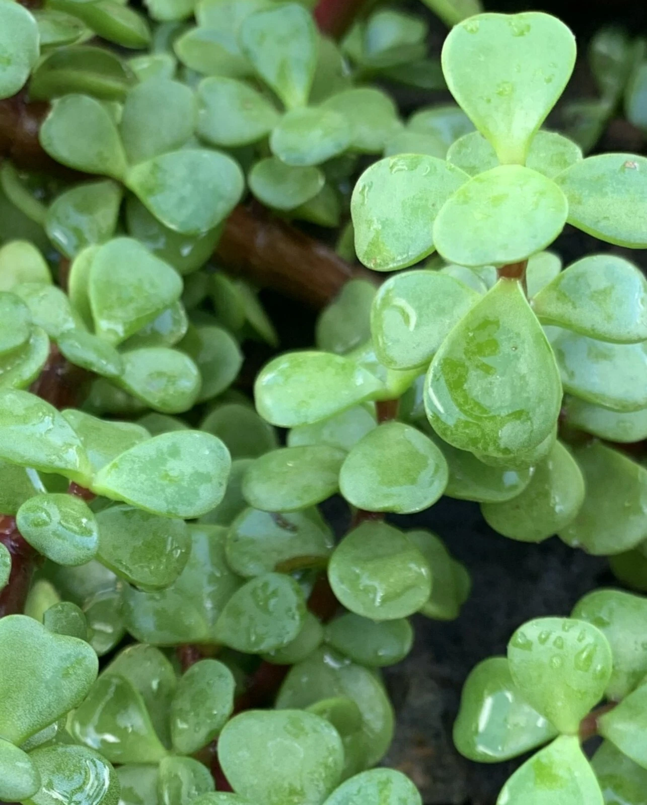 Jade Plant Cuttings – 5 Pack, 4" Crassula Ovata Stems, Money Plant Succulent Cuttings for Rooting, Easy Grow Indoor Houseplants