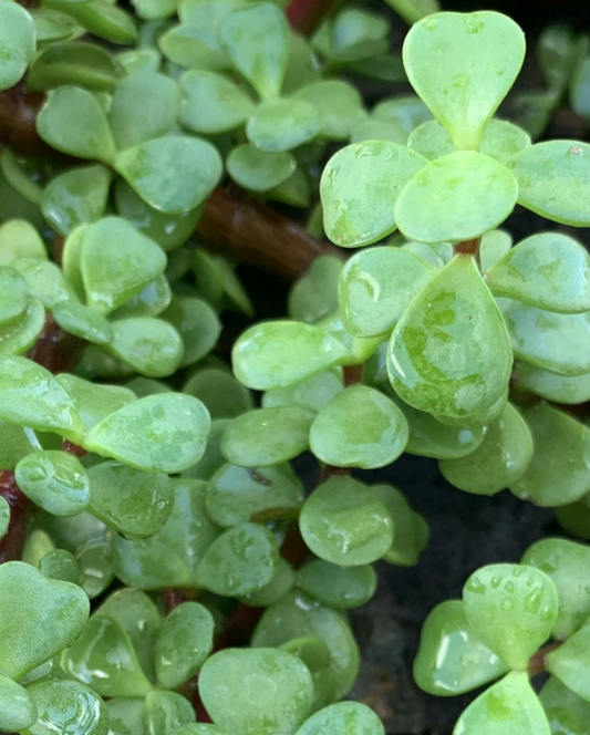 Jade Plant Cuttings – 5 Pack, 4" Crassula Ovata Stems, Money Plant Succulent Cuttings for Rooting, Easy Grow Indoor Houseplants