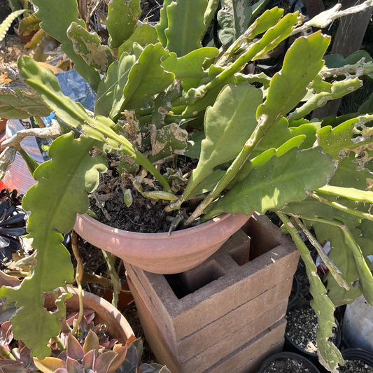 Epiphyllum Orchid Cactus Cuttings – 5 Unrooted Cuttings, Mixed Color Flowering Cactus, Night Blooming Type