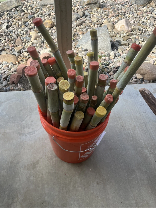 Fresh 2025 Sugarcane Cuttings – 3 Pack Tropical Planting Stalks | Saccharum officinarum | Easy Grow Garden Starter