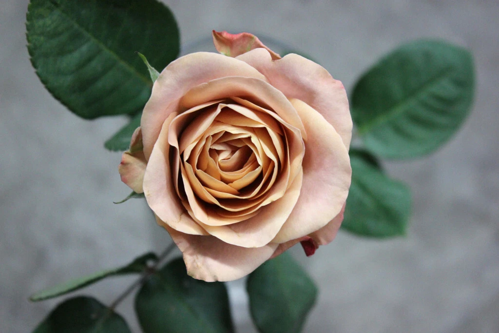 Cappuccino Rose Cuttings – 3 Unrooted Stems for Rooting or Grafting – Rare Brown-Toned Rose Variety