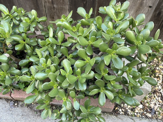 Jade Plant Crassula Ovata Cuttings for Planting – 5 Live Succulent Stems, 3–5 Inch Unrooted Cuttings