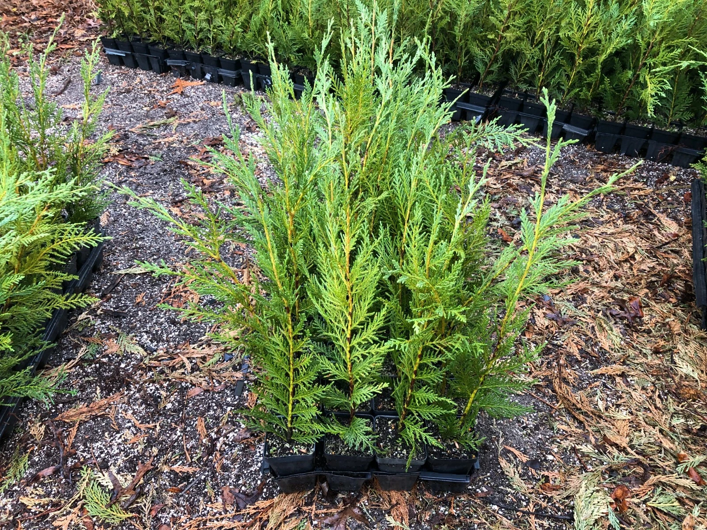 Leyland Cypress Live Plants – 12–18 Inch Trees in Pots, Box of 25, Evergreen Privacy Tree for Planting