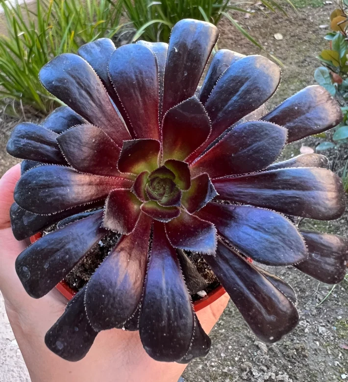 Aeonium ‘Black Rose’ Live Succulent Plant for Planting – 2 Inch Potted Aeonium arboreum Zwartkop