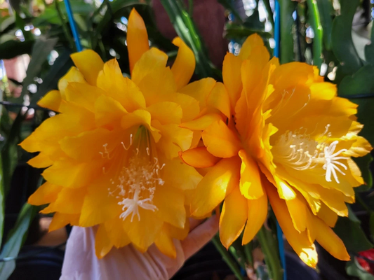 Epiphyllum Yellow Tang Unrooted Cuttings – 8–10 Inch Orchid Cactus Segments, Night Blooming Cactus for Planting
