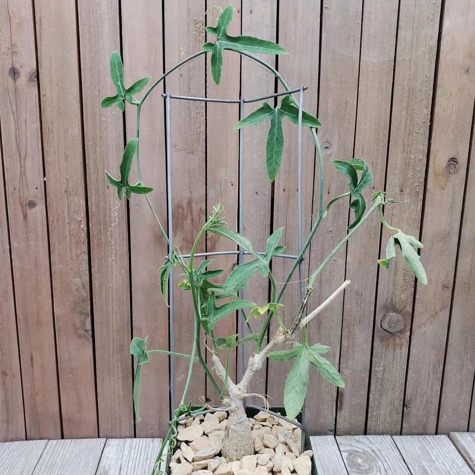 Ipomoea Platensis Caudiciform – Live Succulent Cactus-Like Plant in 4” Pot – Rare Caudex Form