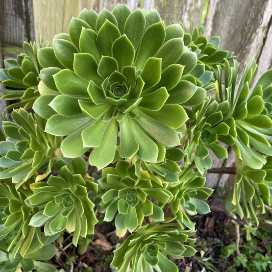 Green Aeonium Succulent – 20 Fresh Cuttings for Rooting – Aeonium Starter Cuttings for Pots and Rock Garden Displays