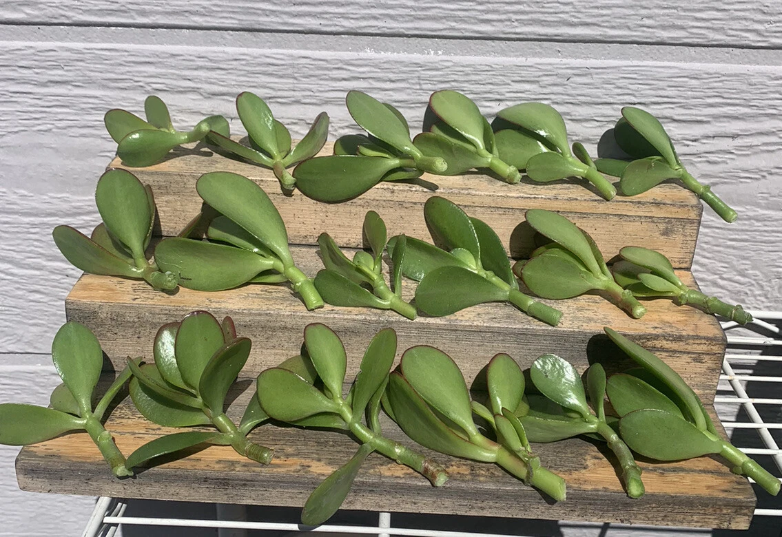 Jade Plant Cuttings – 18 Crassula Ovata Cuttings in Mixed 2–4 Inch Sizes – Live Succulent Stems for Rooting
