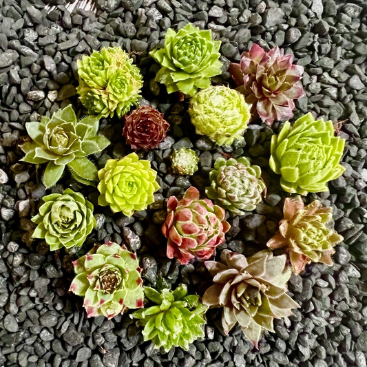 10 Baby Sempervivum Hens & Chicks Set – 10 Varieties, Live Hardy Succulents ±1" Size, Cold-Tolerant Outdoor or Indoor Starter Plants