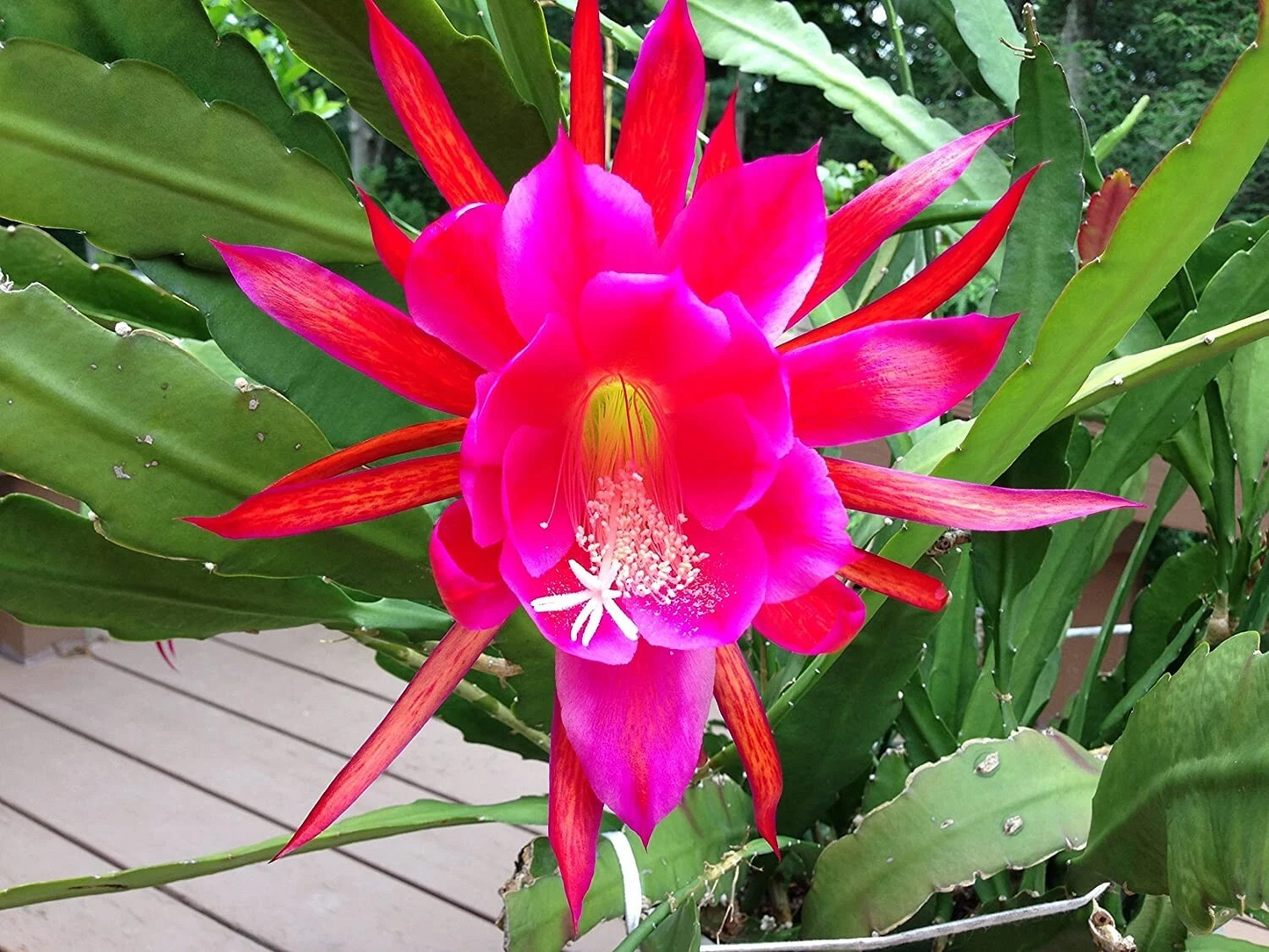 Rosy Swirl Orchid Cactus Cuttings – 2 Epiphyllum Plant Segments for Planting or Propagation